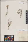 Foto von Salix variegata Franch.